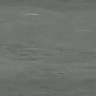 Coloris 2038 - scanmobile