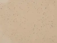 Mipolam Planet 5418 Terra Nera