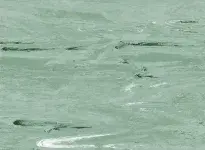 2018-MINT012-CI-opti